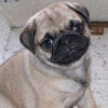 crazypugmom1